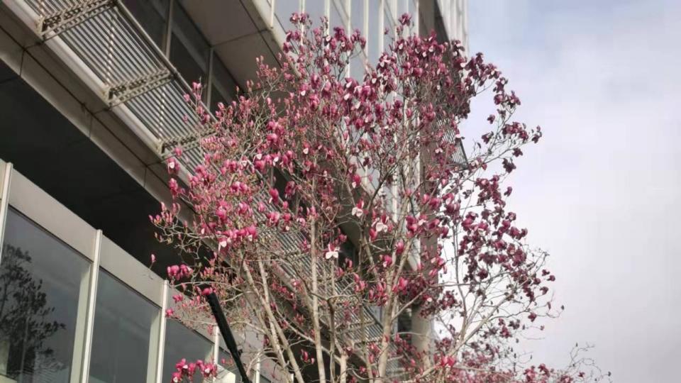 自主月球车和非自主月球车那个更好操作