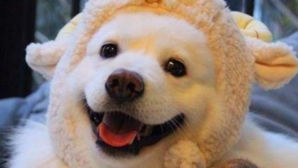 汪星人的家