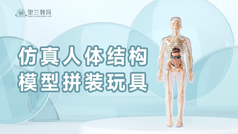 仿真人体结构模型拼装玩具